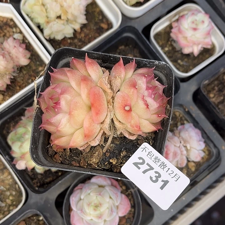 是***呀阿雅园艺。       2731