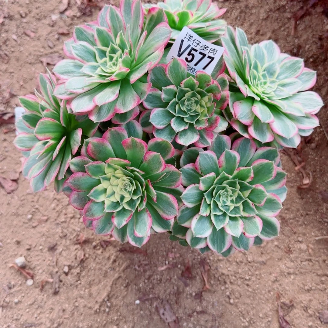 海王法师577冠幅23