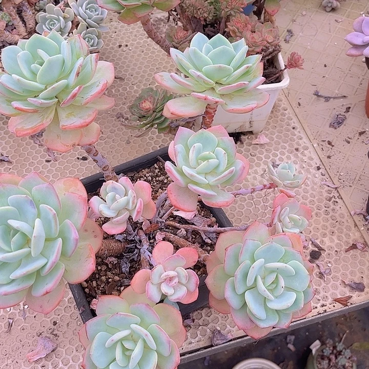 白月光2933多肉植物