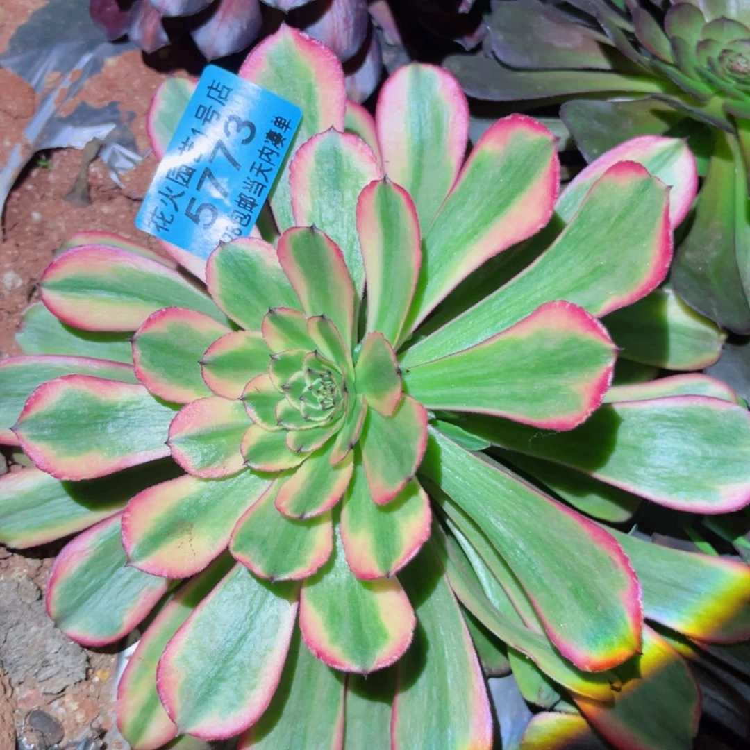 粉霞5773多肉植物