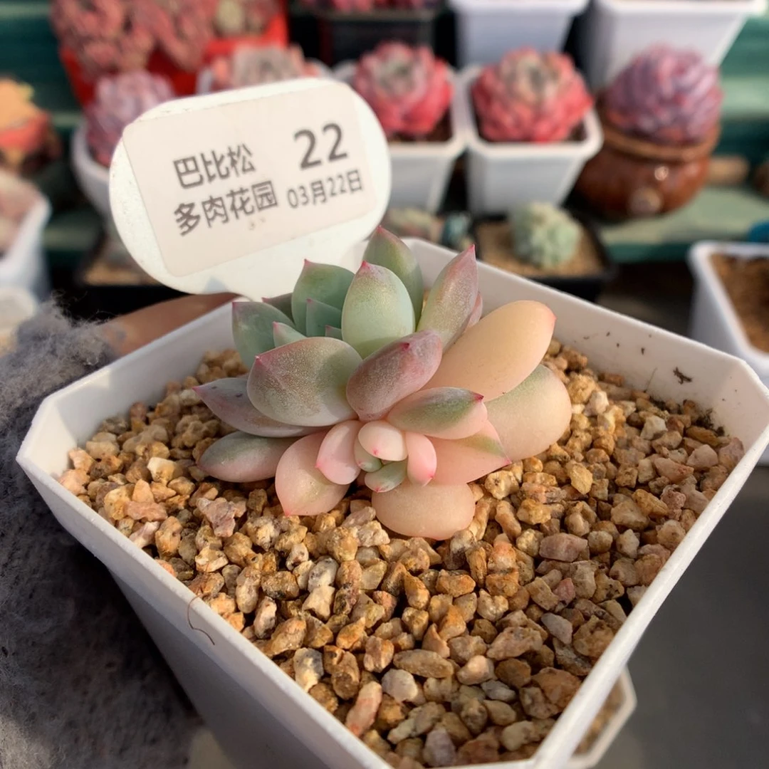22梦露锦多肉植物