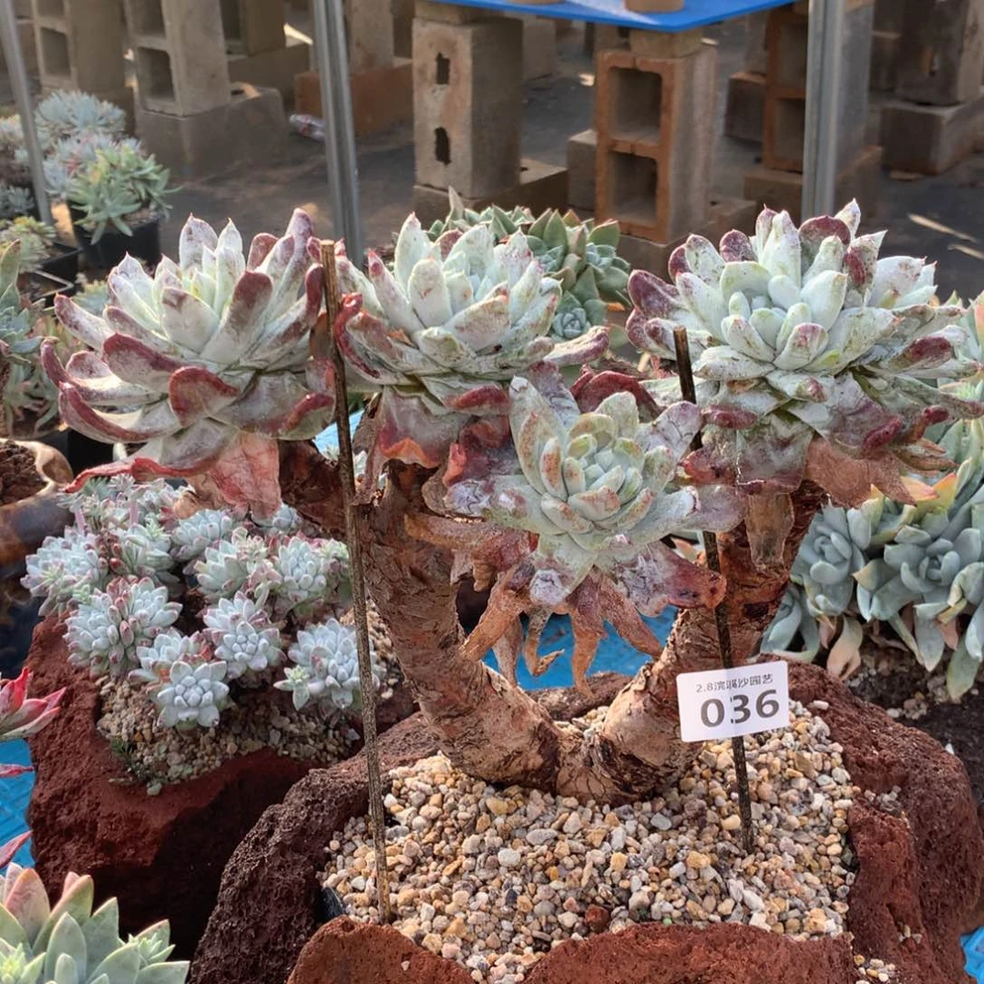 回***香拇指036多肉植物