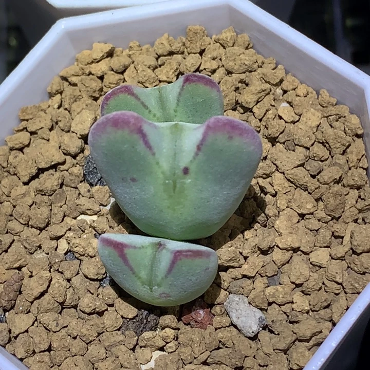 精品多肉植物精品毛绒绒