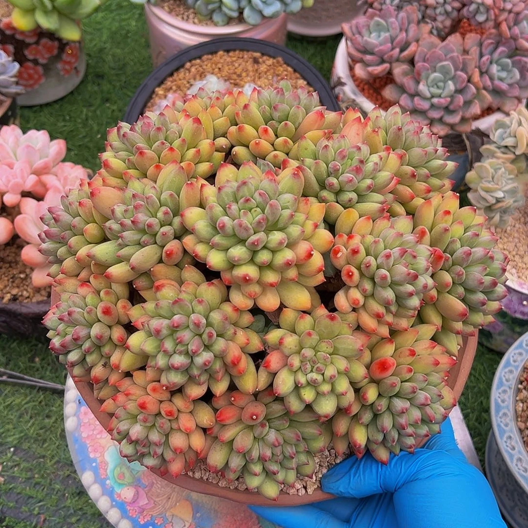 二代虞美人一物一拍