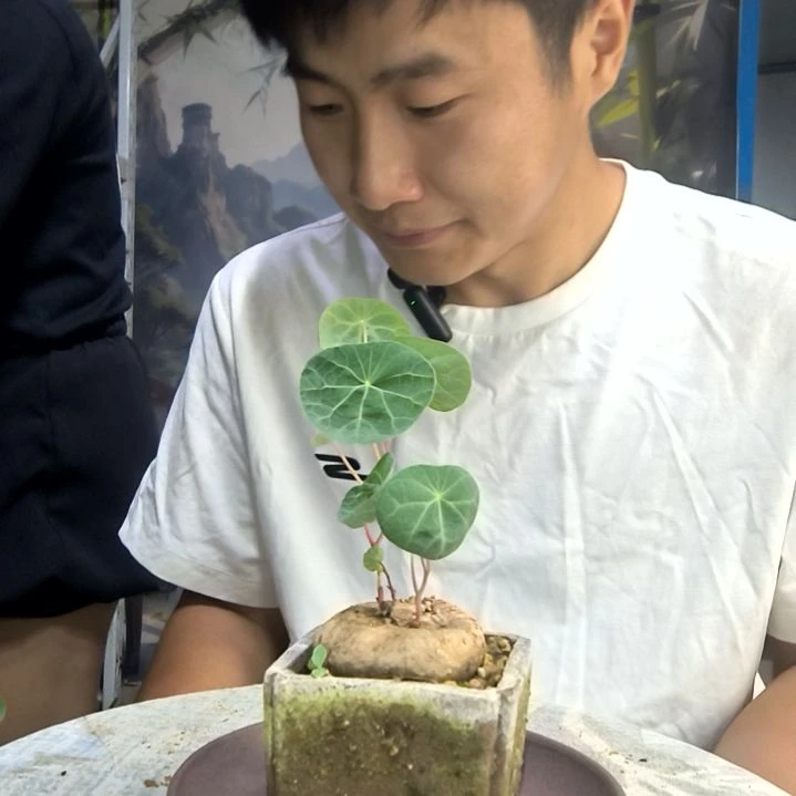 无花朵电***脚中青园艺218