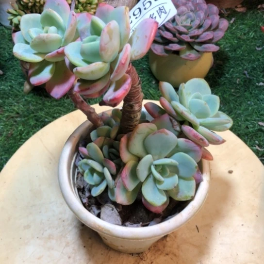 白月光，2955，一物一拍拍