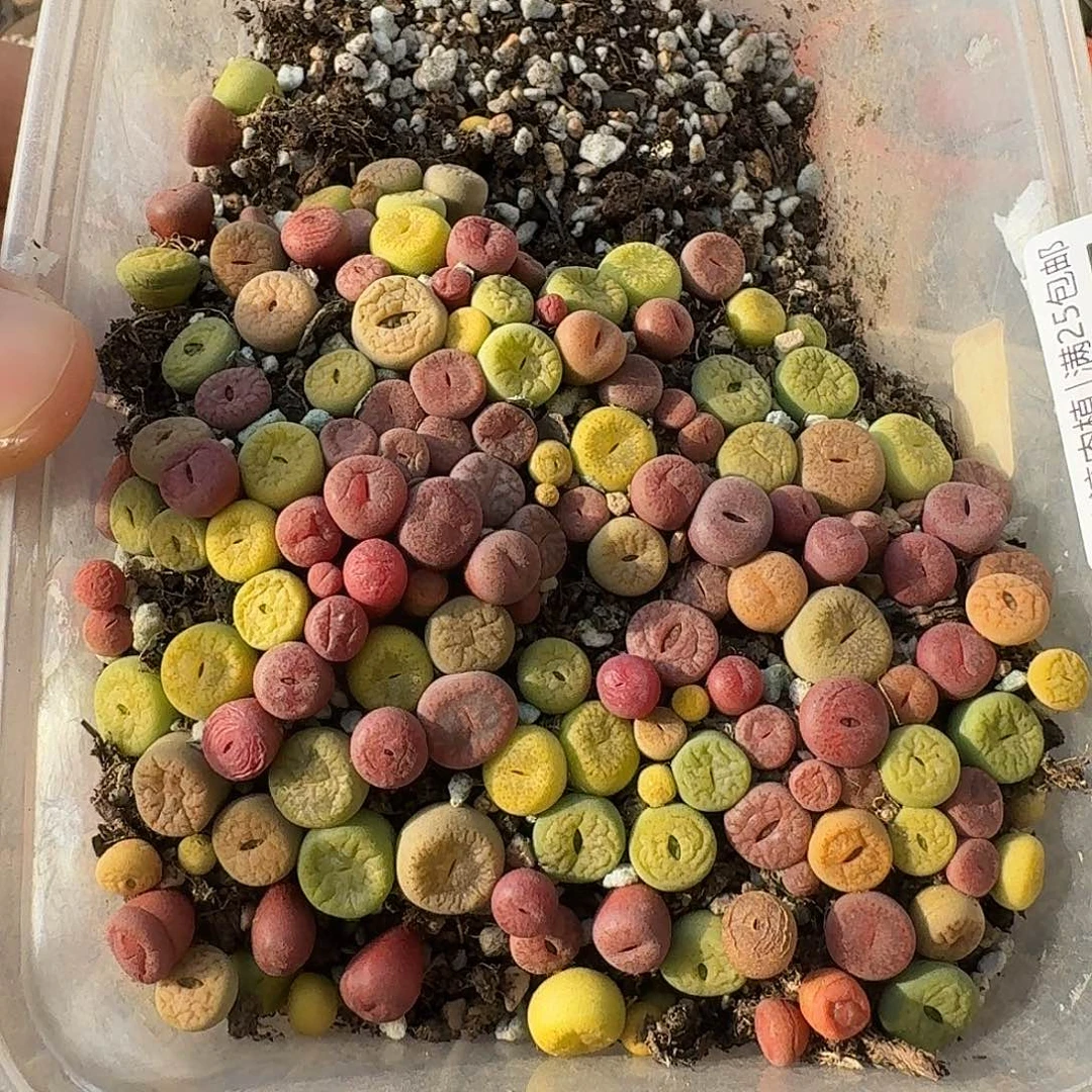 A946紫熏日轮富贵中高端彩套