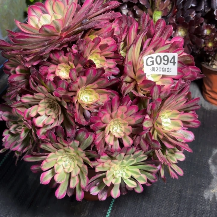 瑞妈一物一拍094