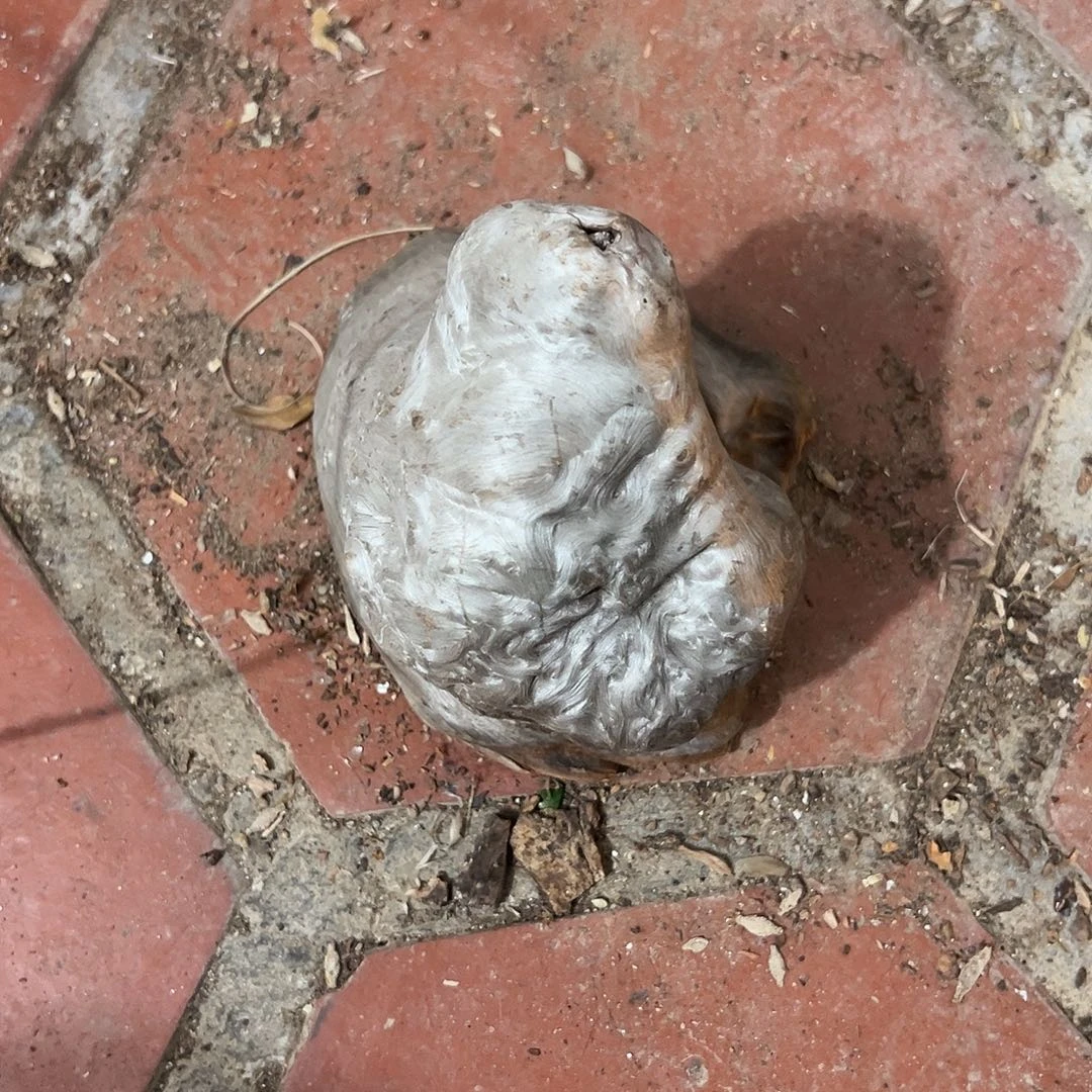 拂***斋荔枝木荔枝木毛料