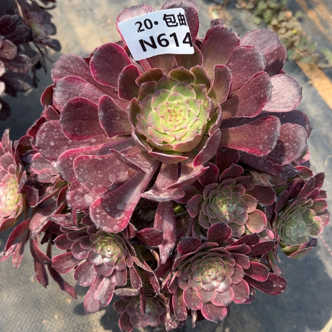 614黑金刚，满20包邮