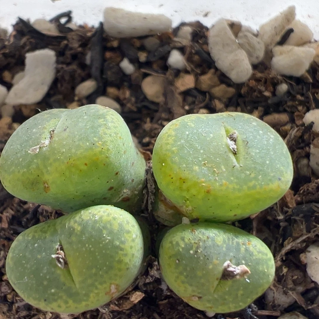 96多肉植物百科植物