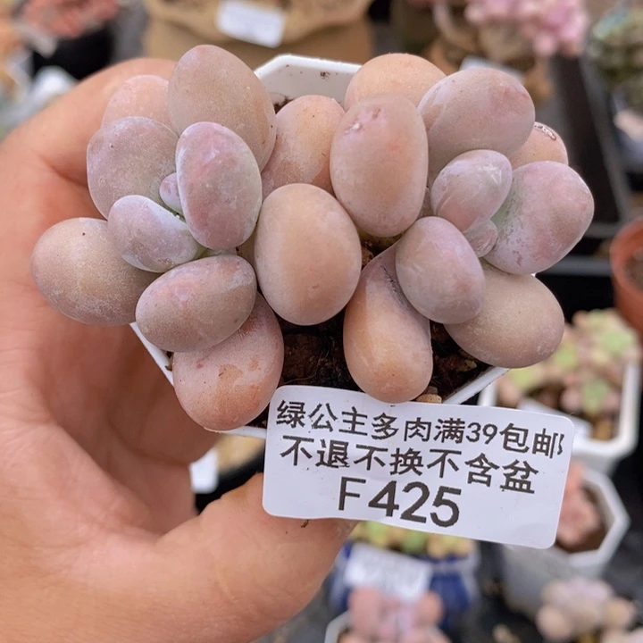 橙雪球7cm425多肉植物
