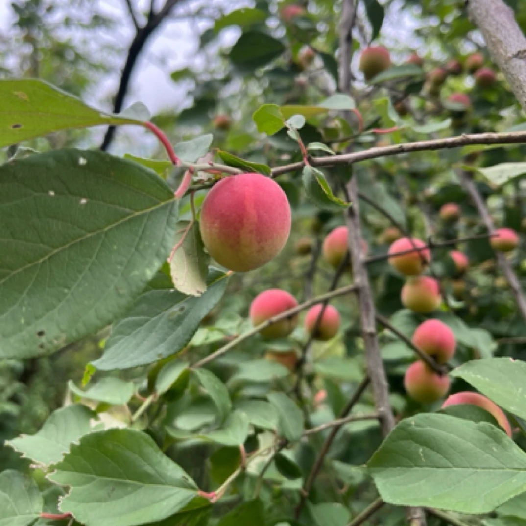四川农村新鲜胭脂梅乌梅青梅泡酒专用黄梅