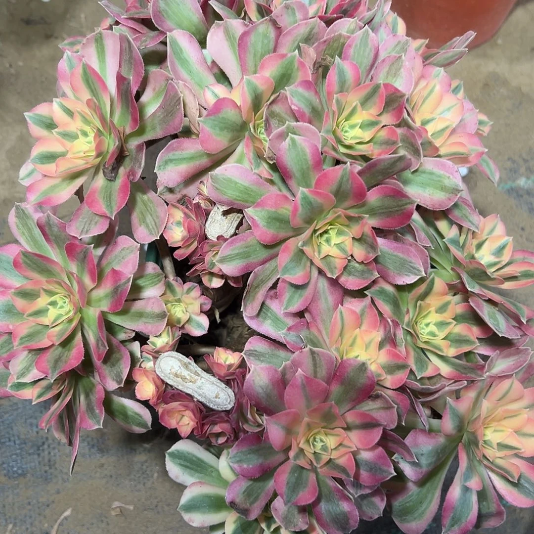 多肉163植物粉女巫母本