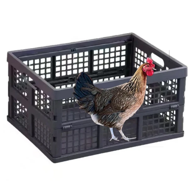 养殖畜牧设备框可装5只抗压抗摔不挤