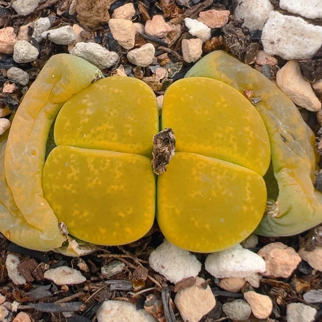 80多肉植物百科知识