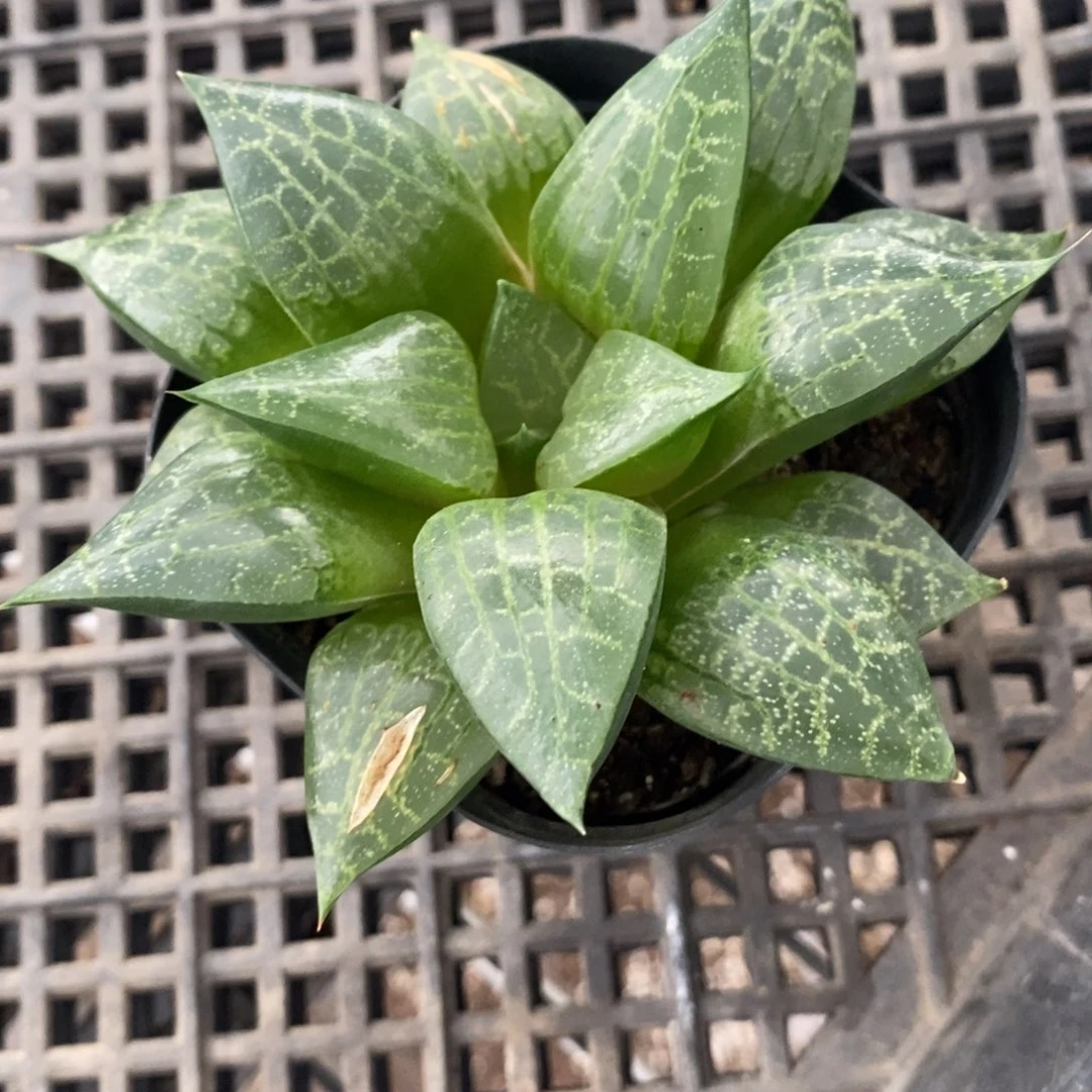 香3120 一颗福利。