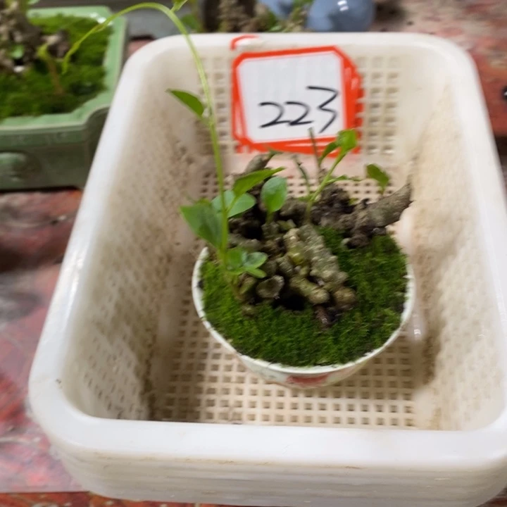 晓***楼无花朵退款拉黑拉黑223
