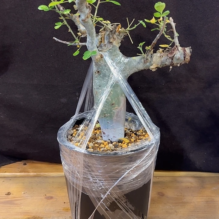 汤圆植物图坎橄榄