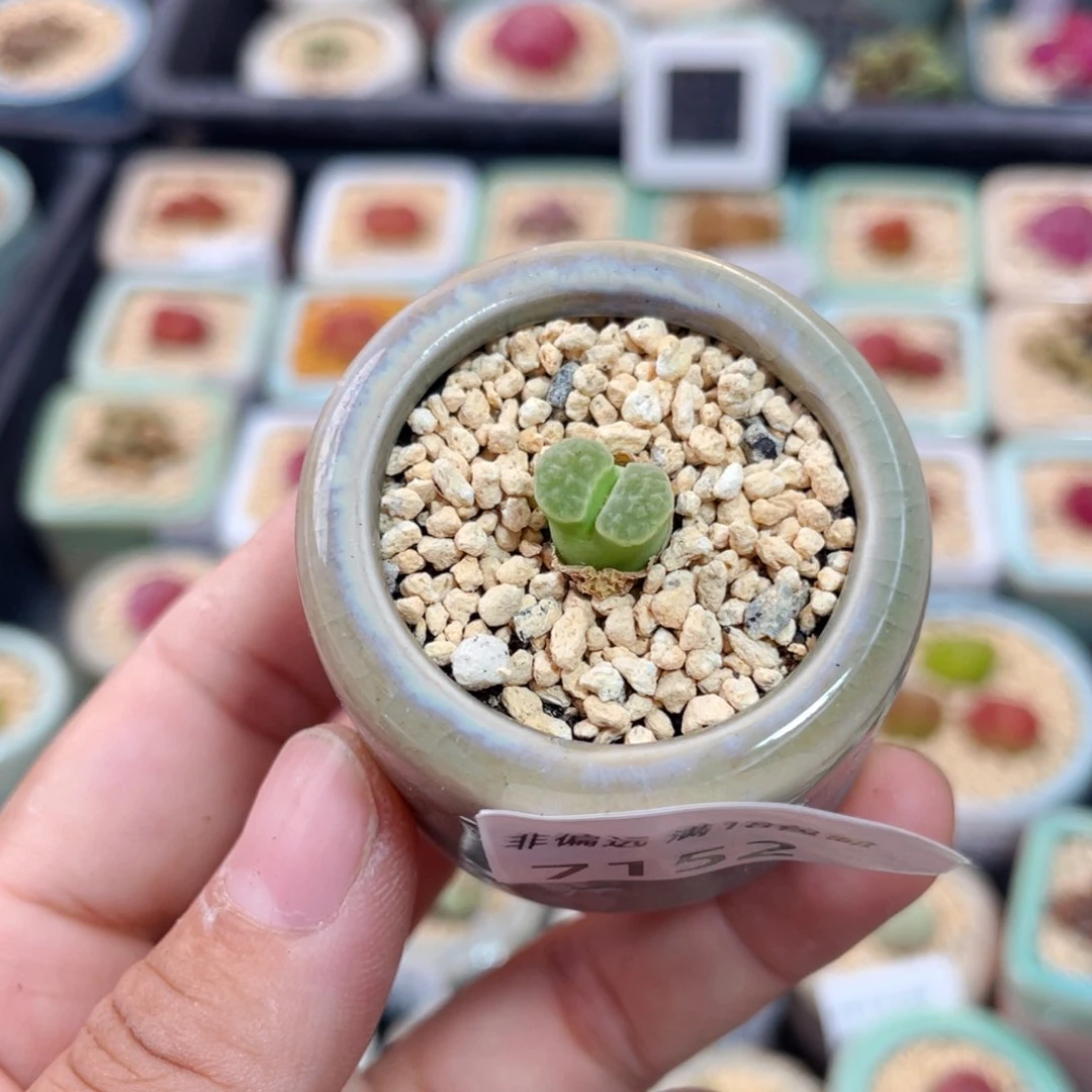 无花朵7152--一物一拍 带盆 磁铁