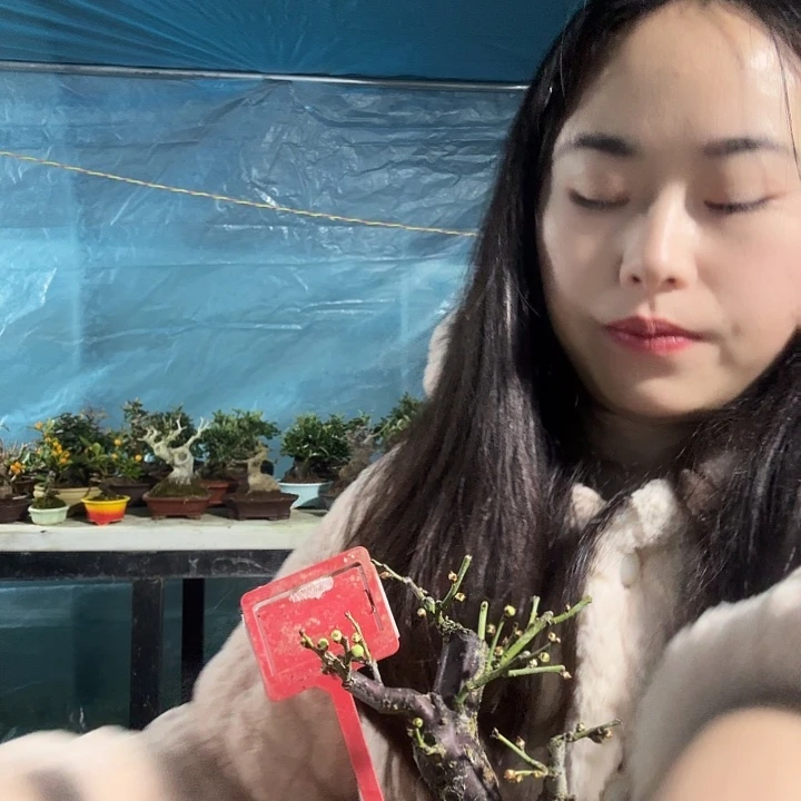 柴***猫少量花朵（建议范围：2朵-5朵 或40%以下）