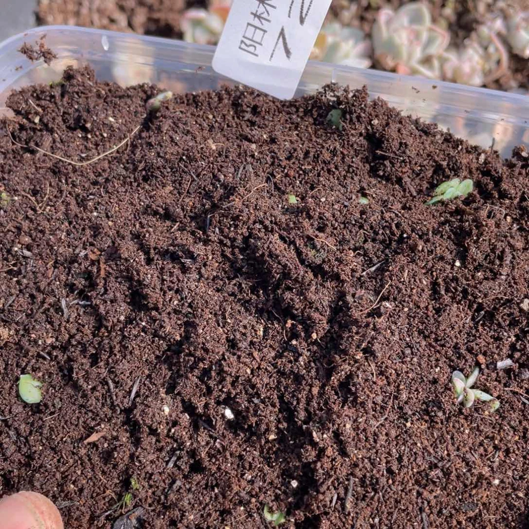 哦**喽量拍多肉植物多肉植物721