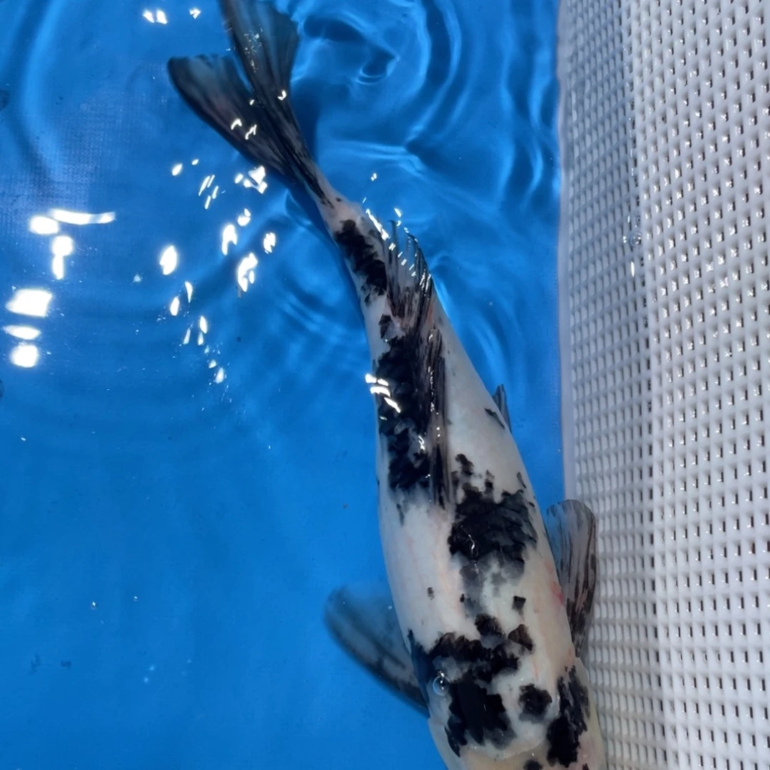 锦鲤锦鲤包邮包售后