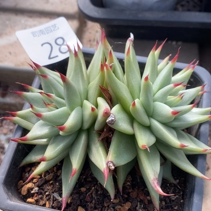 蜜***忆28 多肉植物盆栽花卉