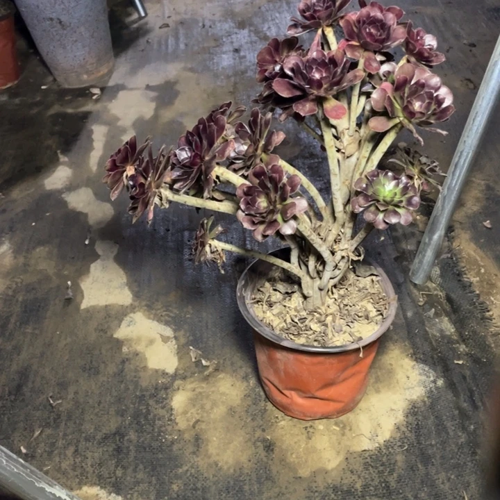 21黑法师多肉多肉植物多肉