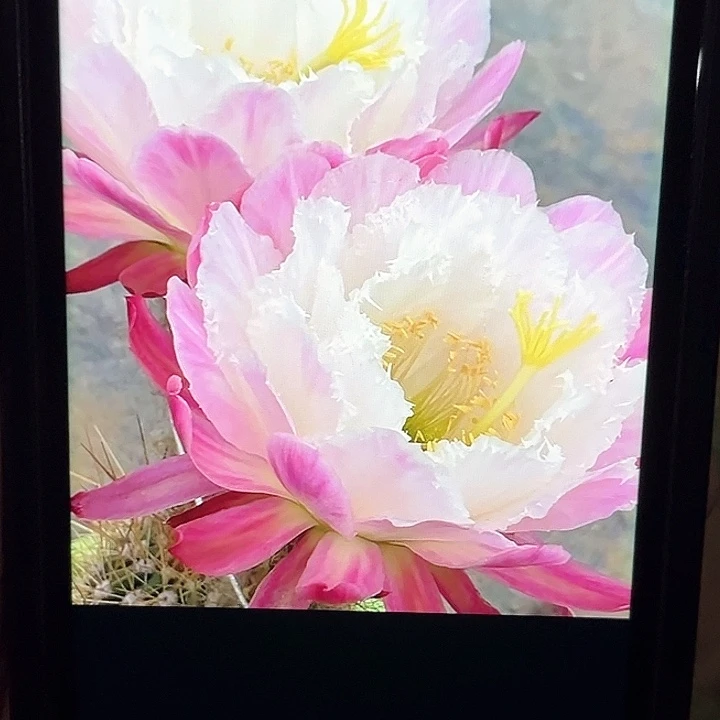 紫色夏梦6厘米带根