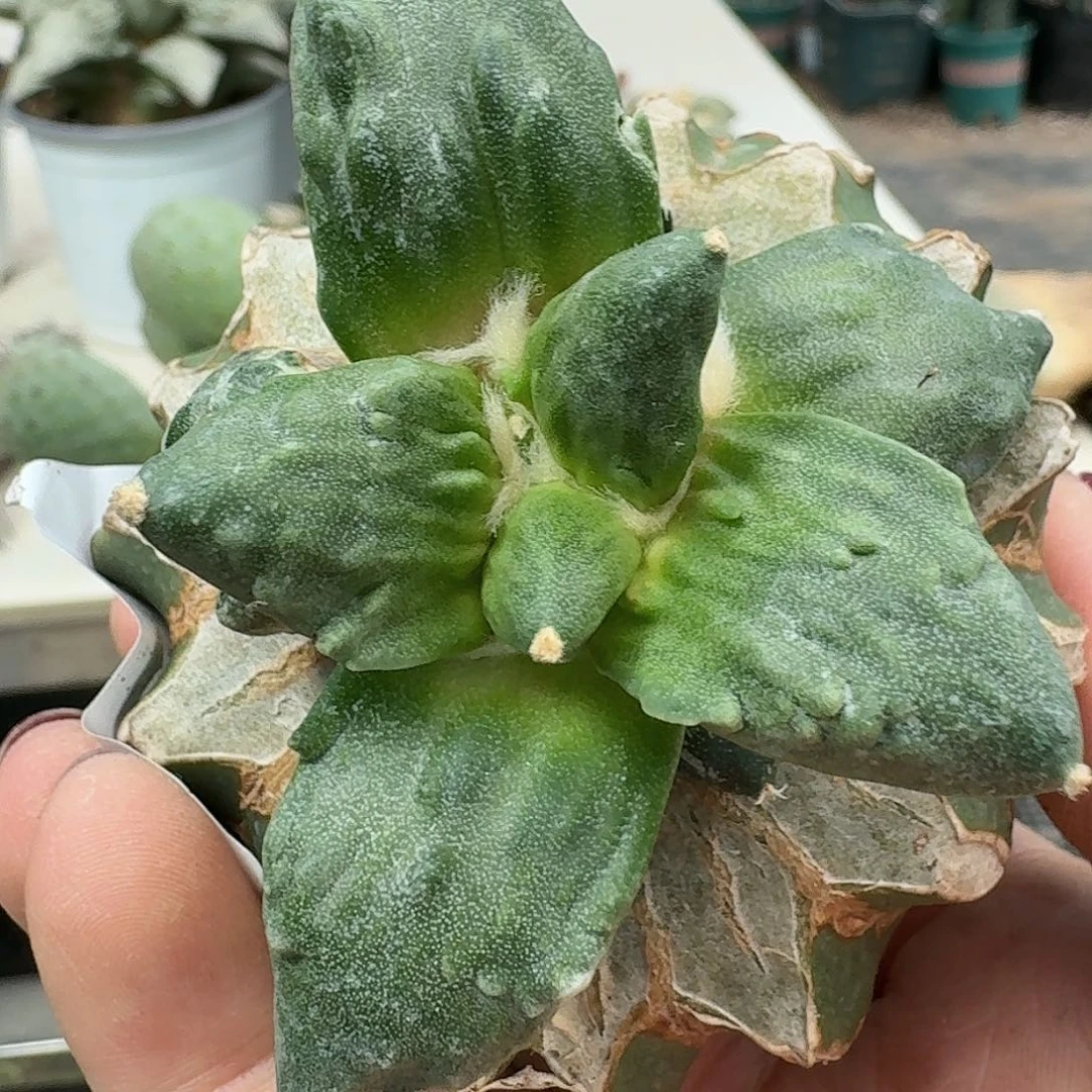 【闪购商品】无花朵淀*怒涛439