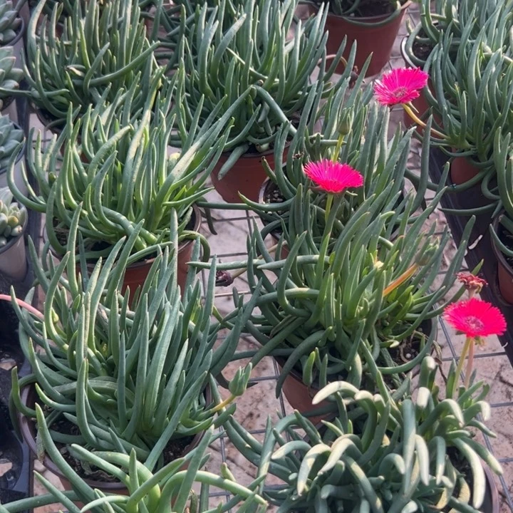 新疆包邮 奔龙群