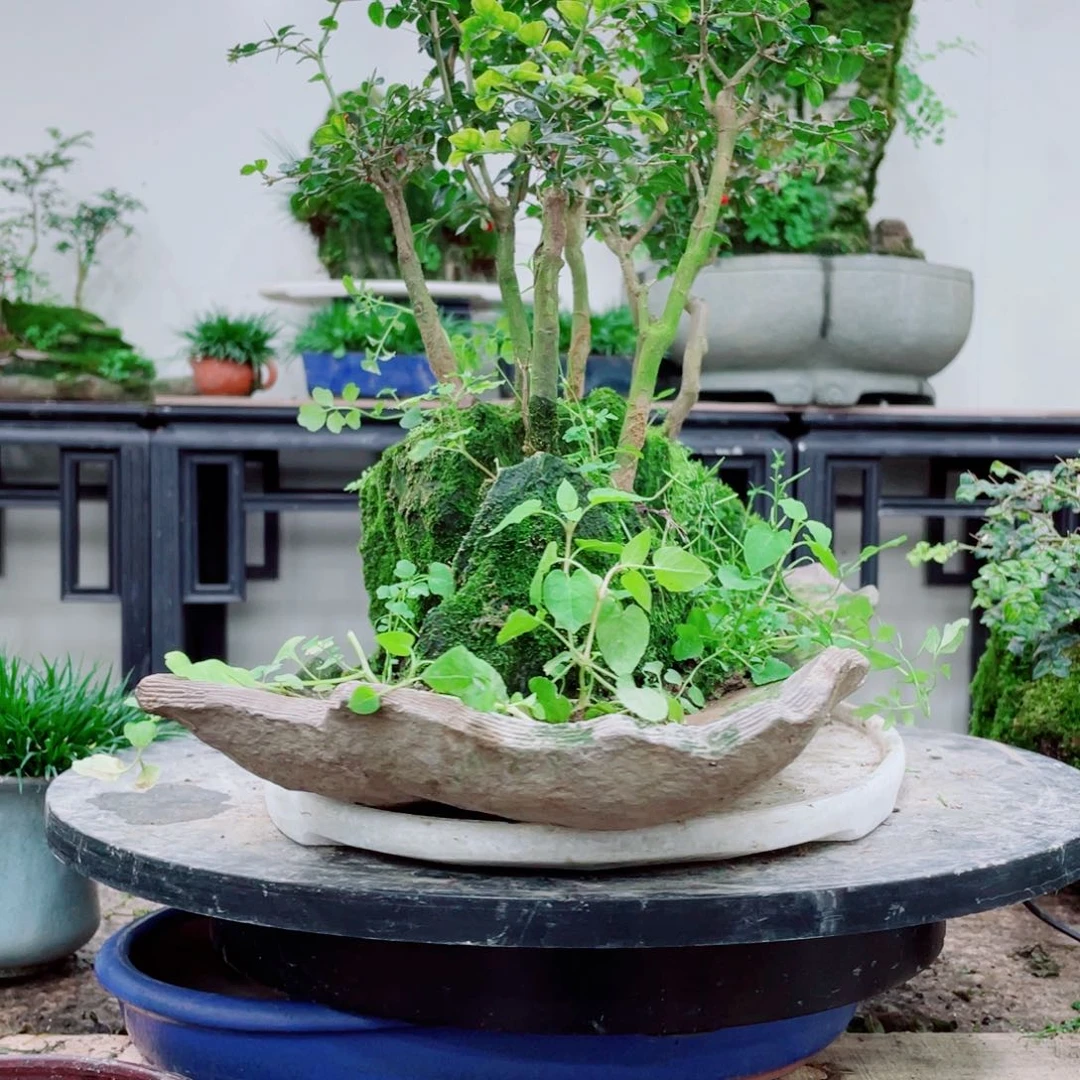 无铅玻璃瑞**⁷铁线蕨铁线蕨铁线蕨