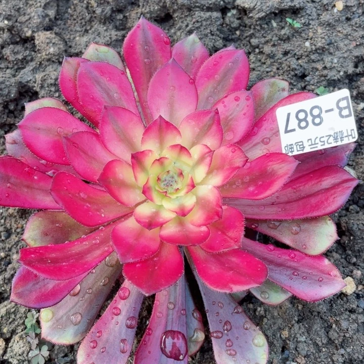 887烟花变异多肉1，12345678