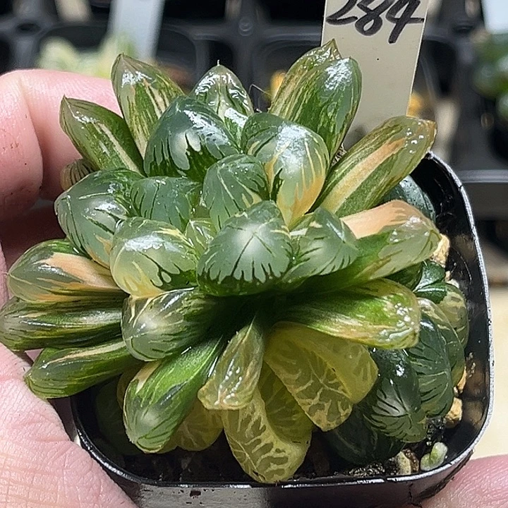 284多头老川玉露锦