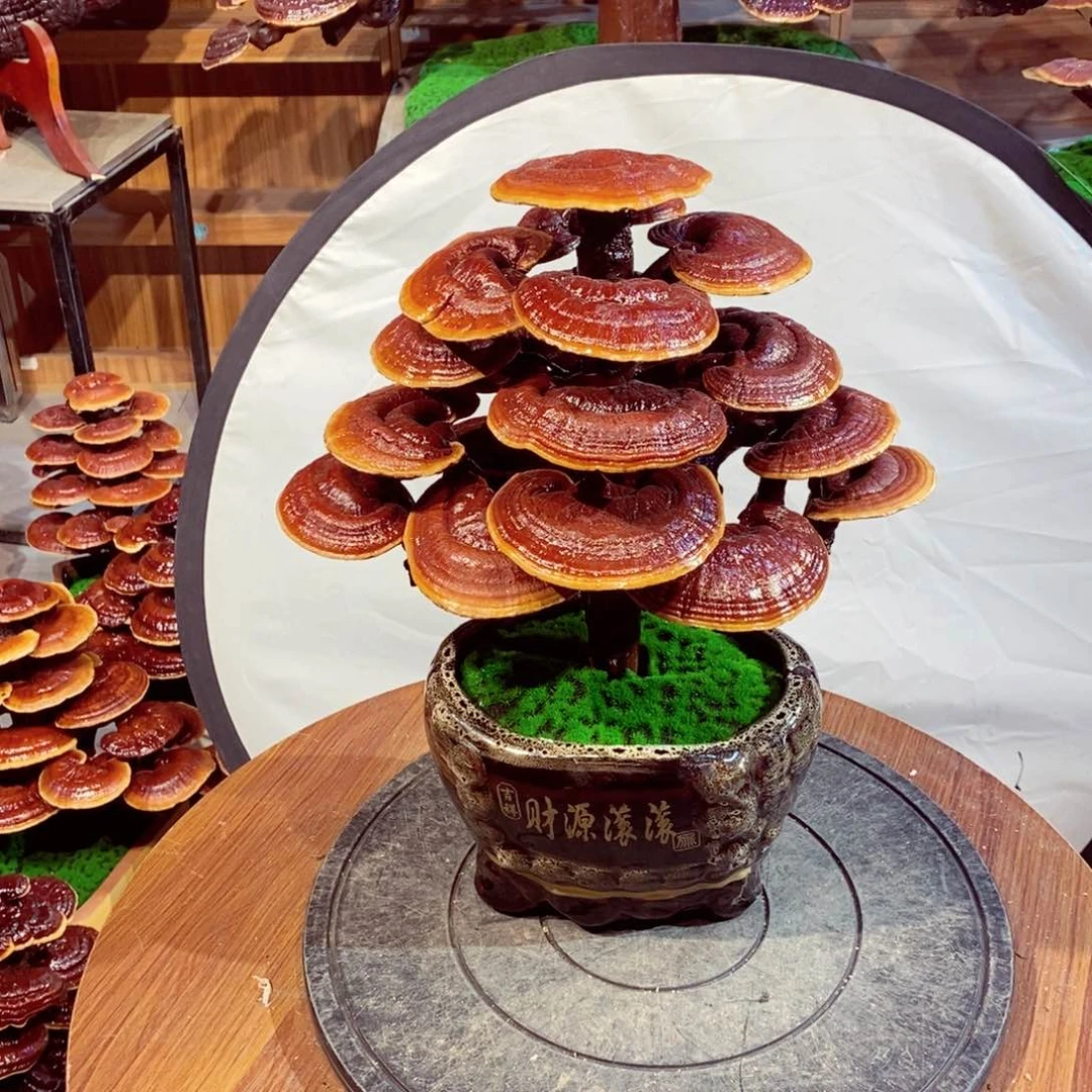 春*发财树的发财树的