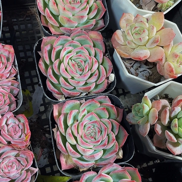 单头大侧影带盆土发