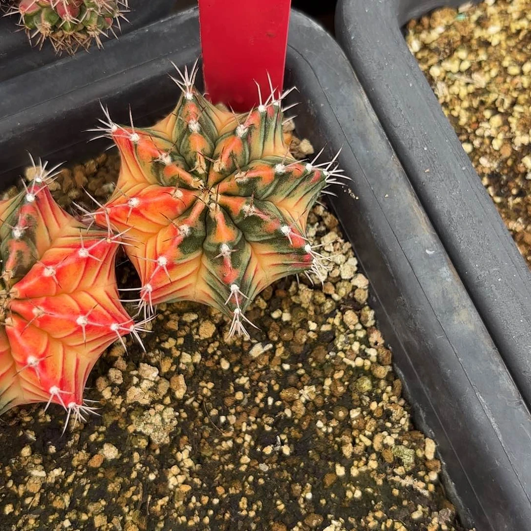 *****186-1019泰国发货多肉