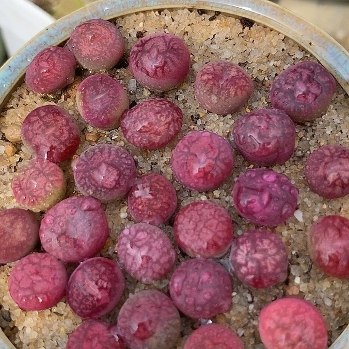 钻墨杂交一颗   发紫红色的