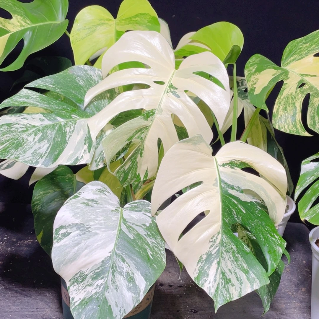 完全开放008白龟不包蕉叶和叶损