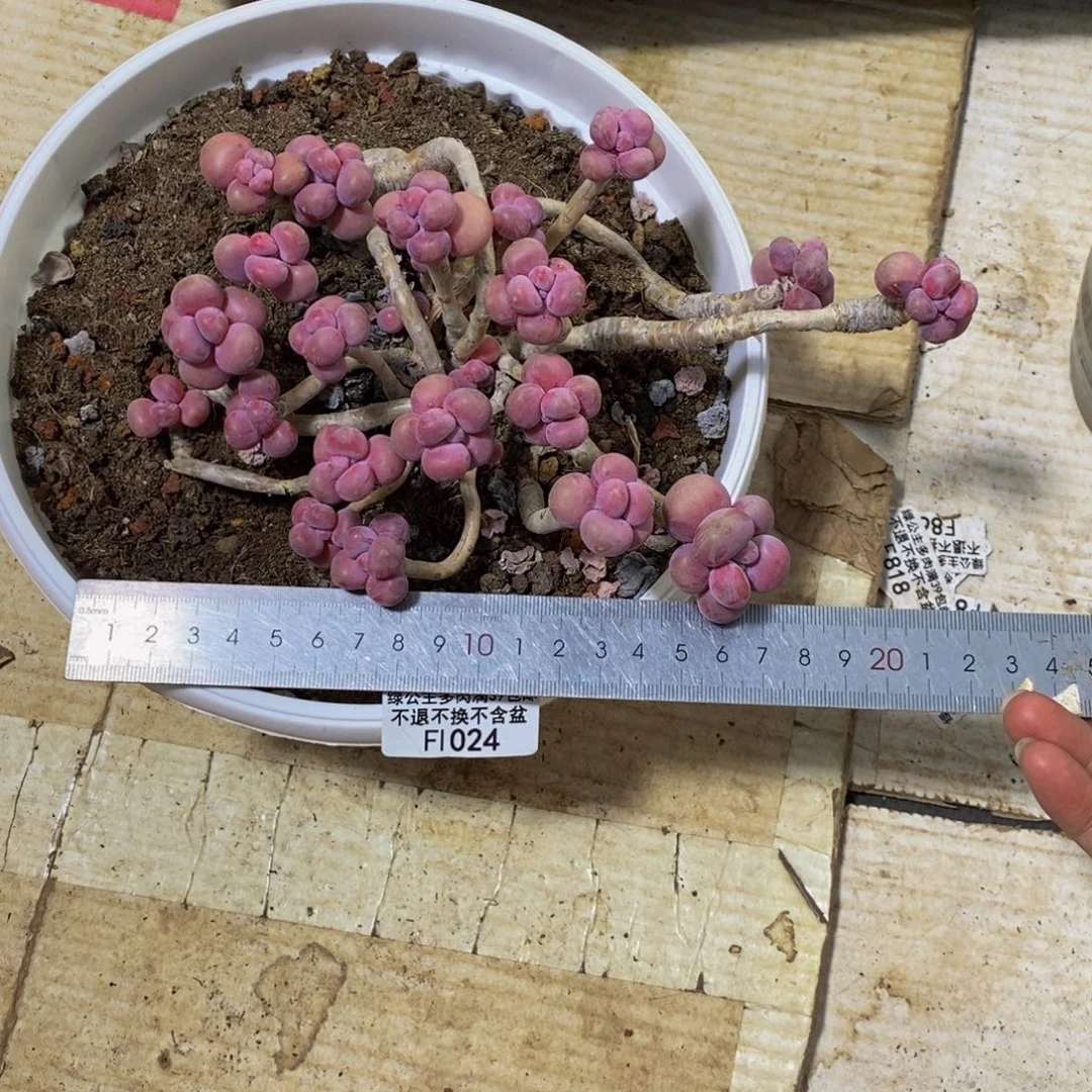 024腰子桃蛋多肉17cm