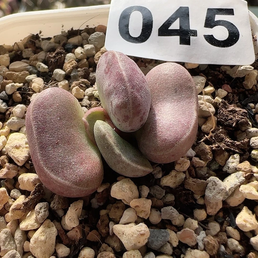 实生水泡 出售整盆