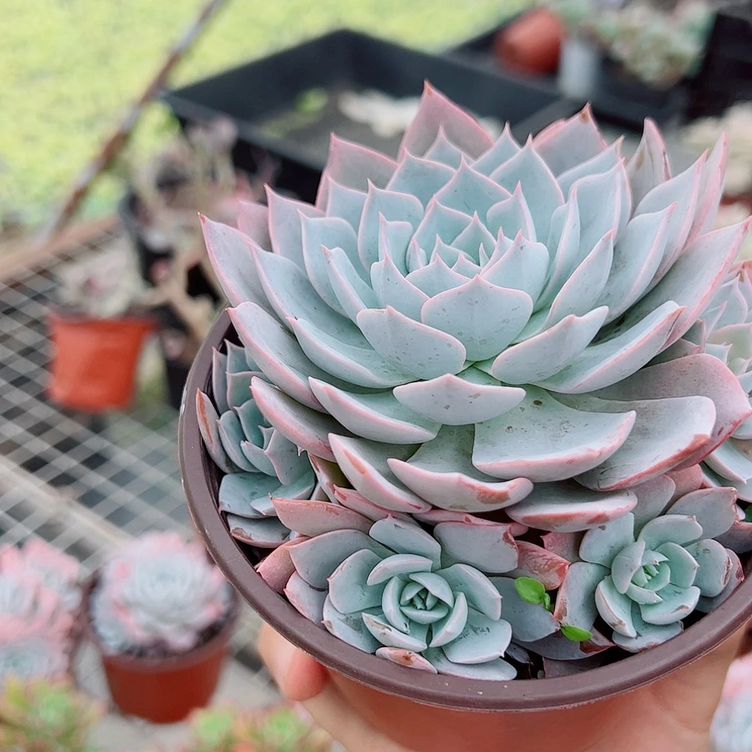 蓝石莲大单头带崽