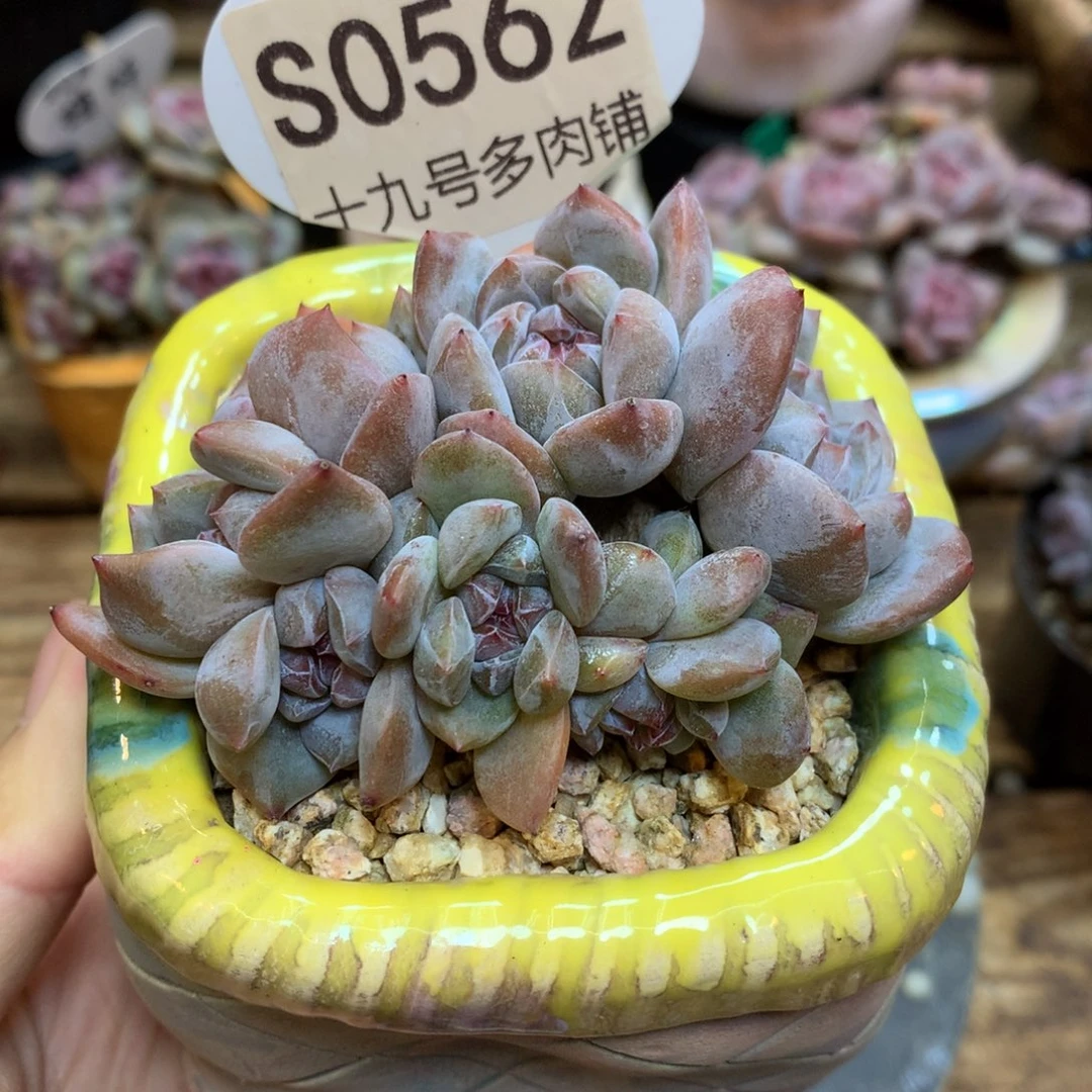 S0562 开播福利 星影小脸8头