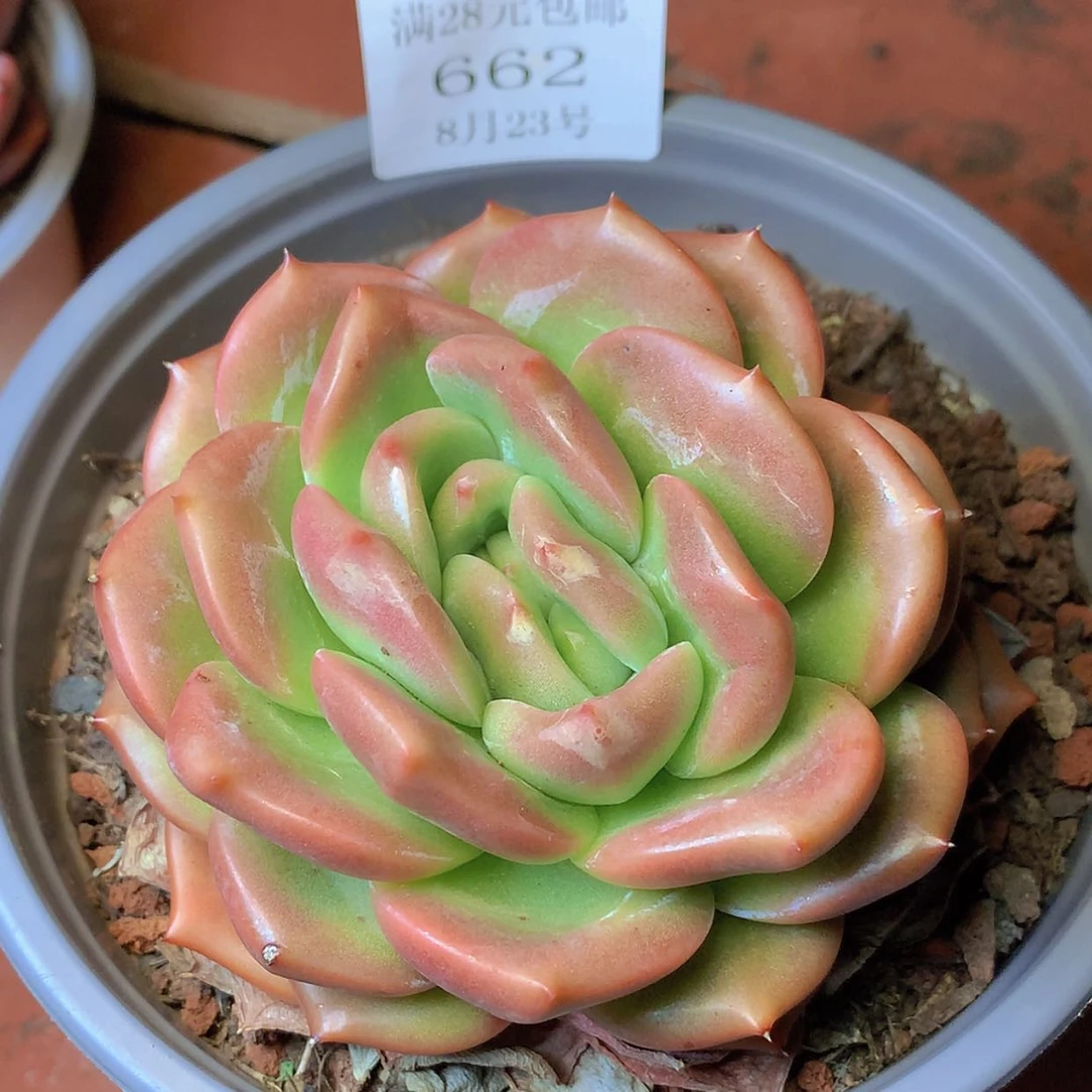 【闪购商品】云662号玫瑰香槟12厘米