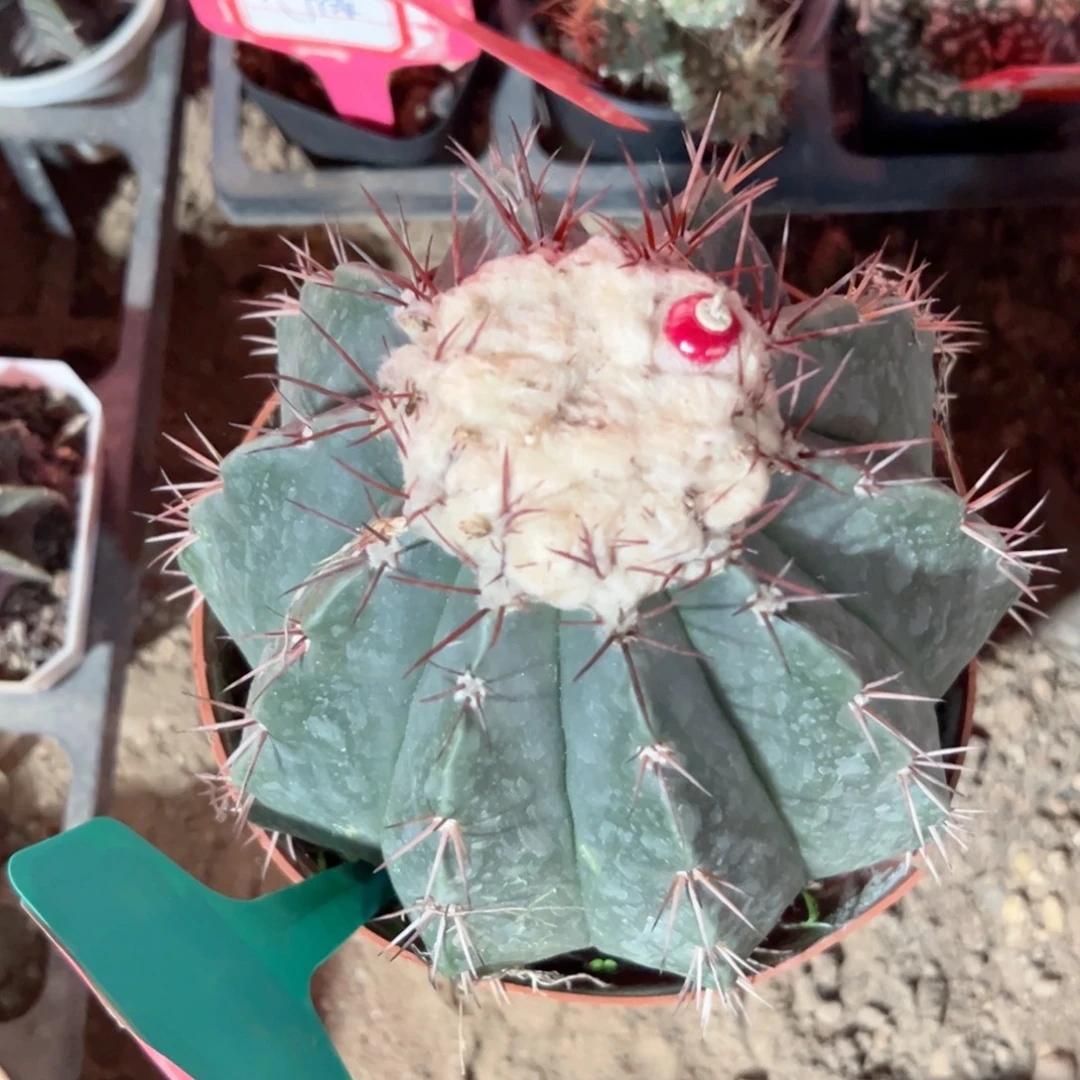 南***辞哈哈哈哈哈哈哈哈哈哈哈哈哈