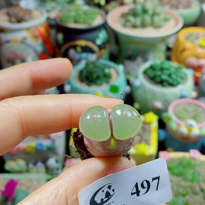 ****₄生石花花花花花花花497