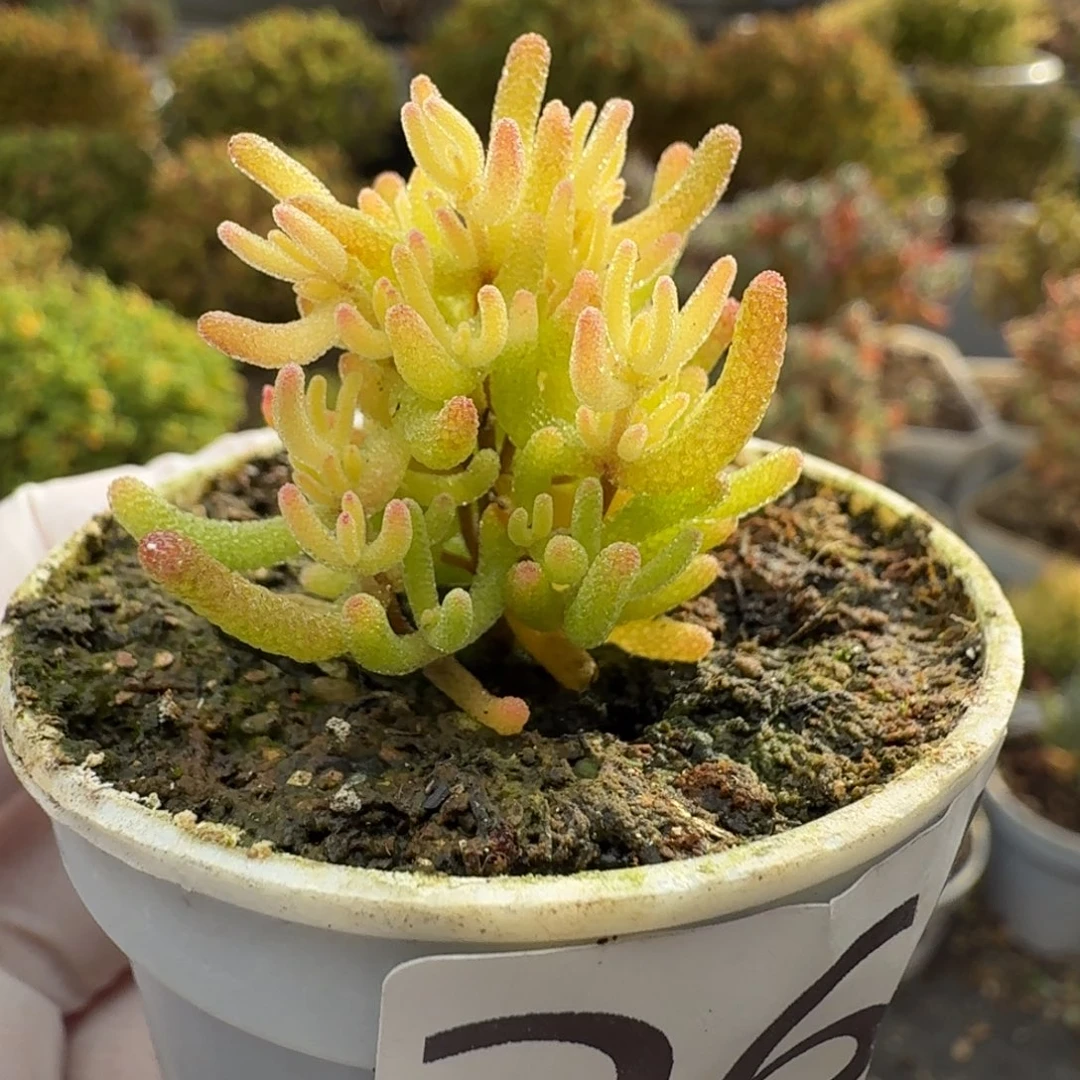 269樱花锦枝干5厘米盆