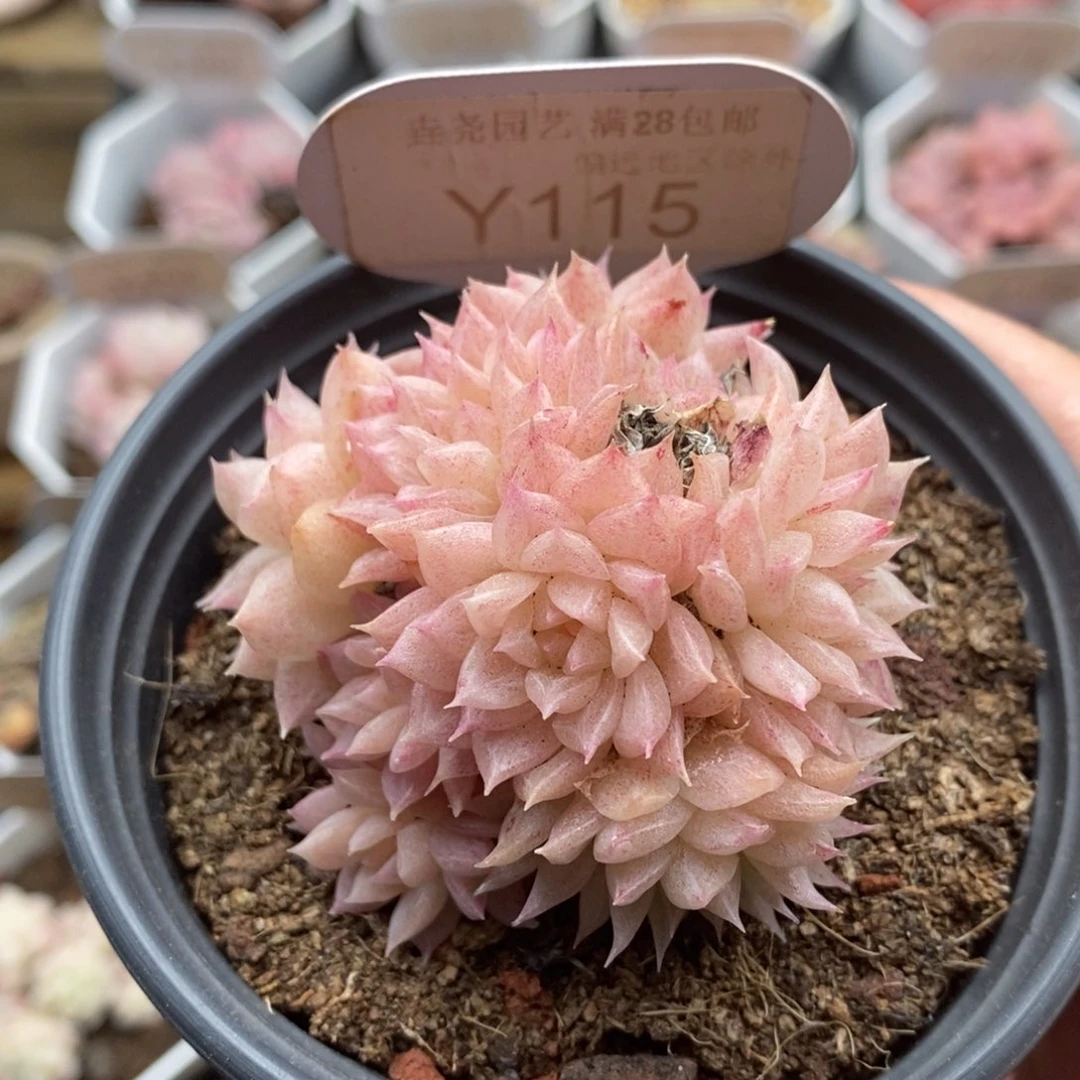 0115 麦秆群 5.5cm