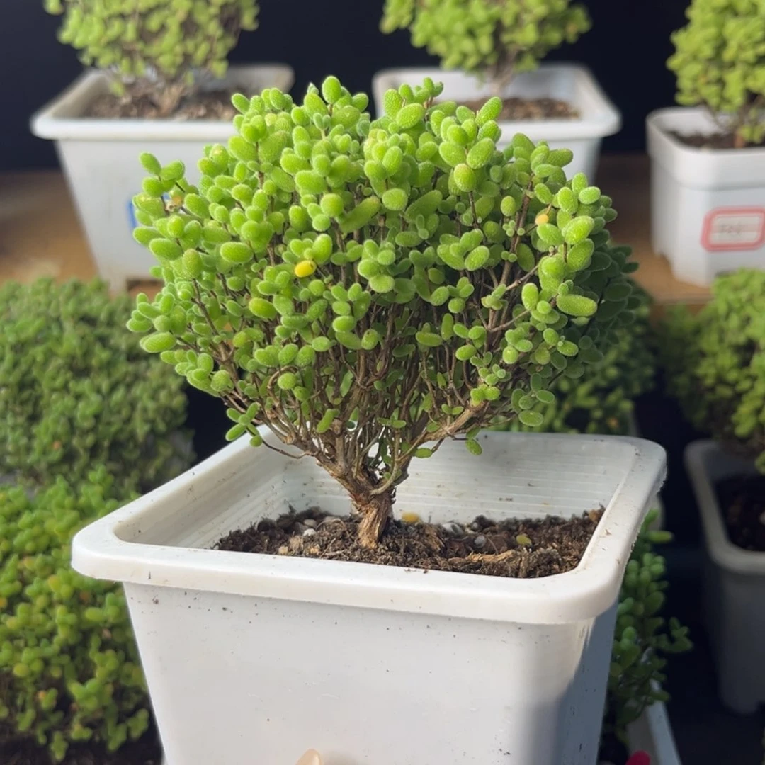 816蜜桔糖球福利